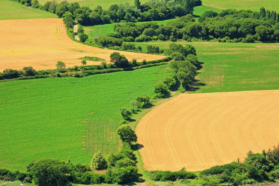 Fields, crops, trees and hedgerows
