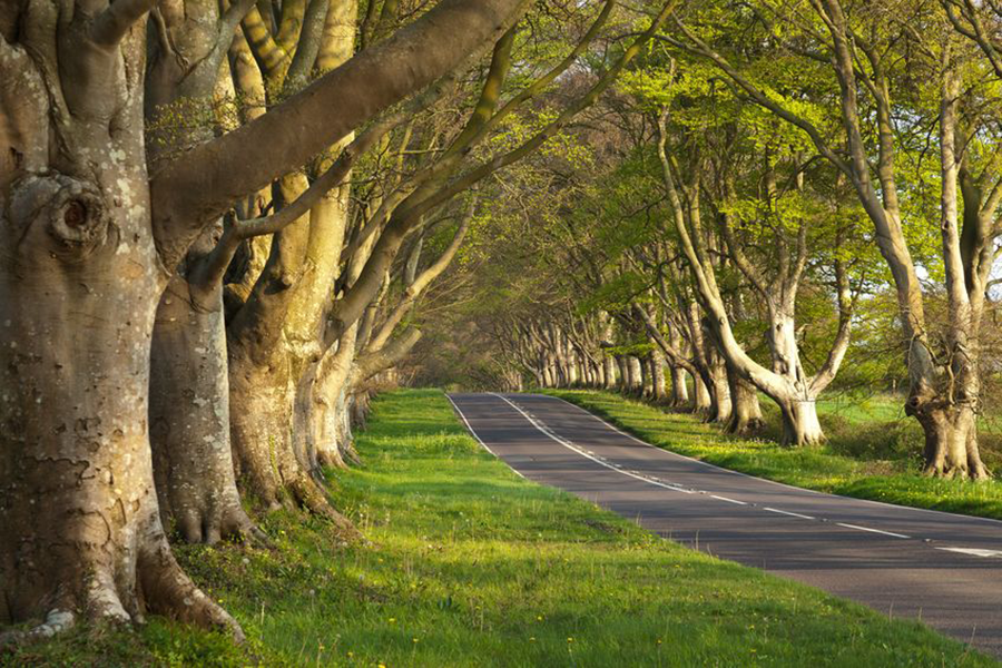 Tree-lined rural road