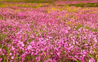 Sustainable Farming Incentive: field of wild flowers