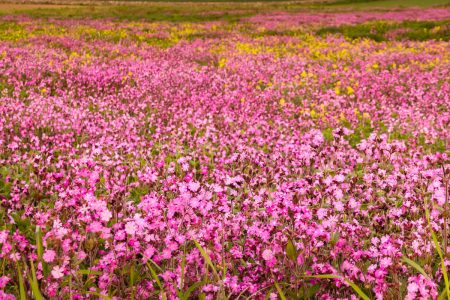Sustainable Farming Incentive: field of wild flowers