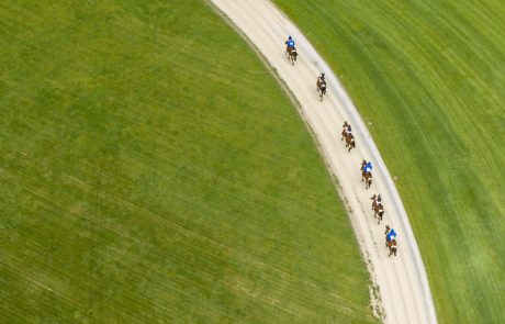 Racehorses on rural gallops.