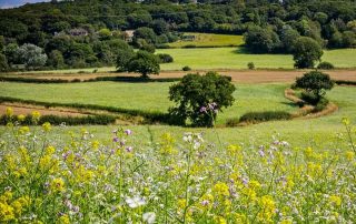 Farmland with fields and wild flower meadow.